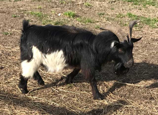 livestock for sale: pygmy buck