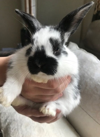 cuddly bunnies for sale